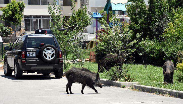 Muğla'nın Bodrum ilçesinde aç kalan domuz sürüsü şehre indi! G4