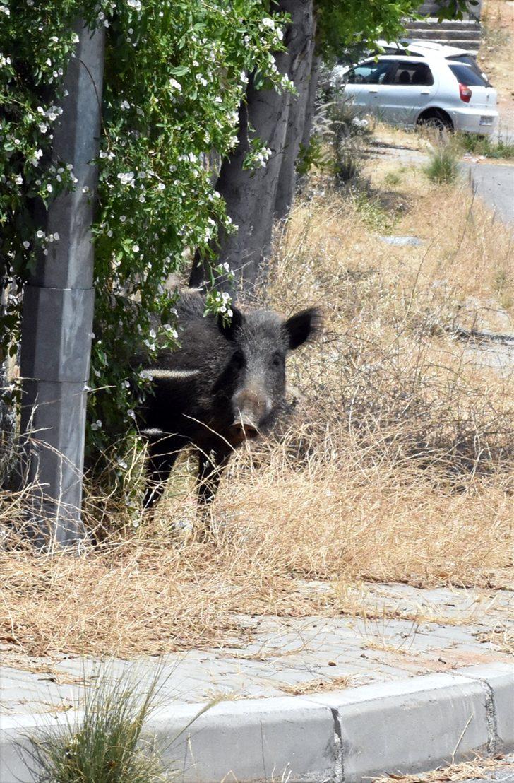 Muğla'nın Bodrum ilçesinde aç kalan domuz sürüsü şehre indi! G5