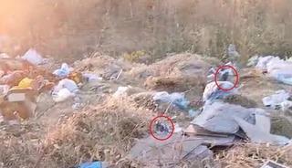 Diyarbakır&rsquo;da boş arazideki &ccedil;&ouml;pler fare yuvasına d&ouml;nd&uuml;