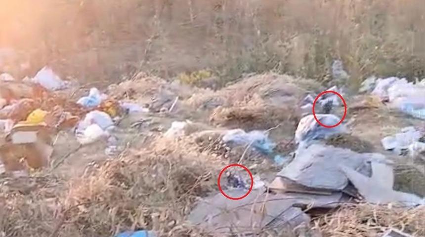Diyarbakır&rsquo;da boş arazideki &ccedil;&ouml;pler fare yuvasına d&ouml;nd&uuml;