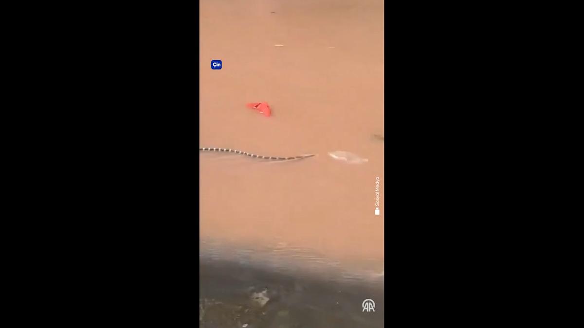 Sel felaketi sonrası korkutan gelişme! Baraj çöktü köyü yılanlar sardı 2