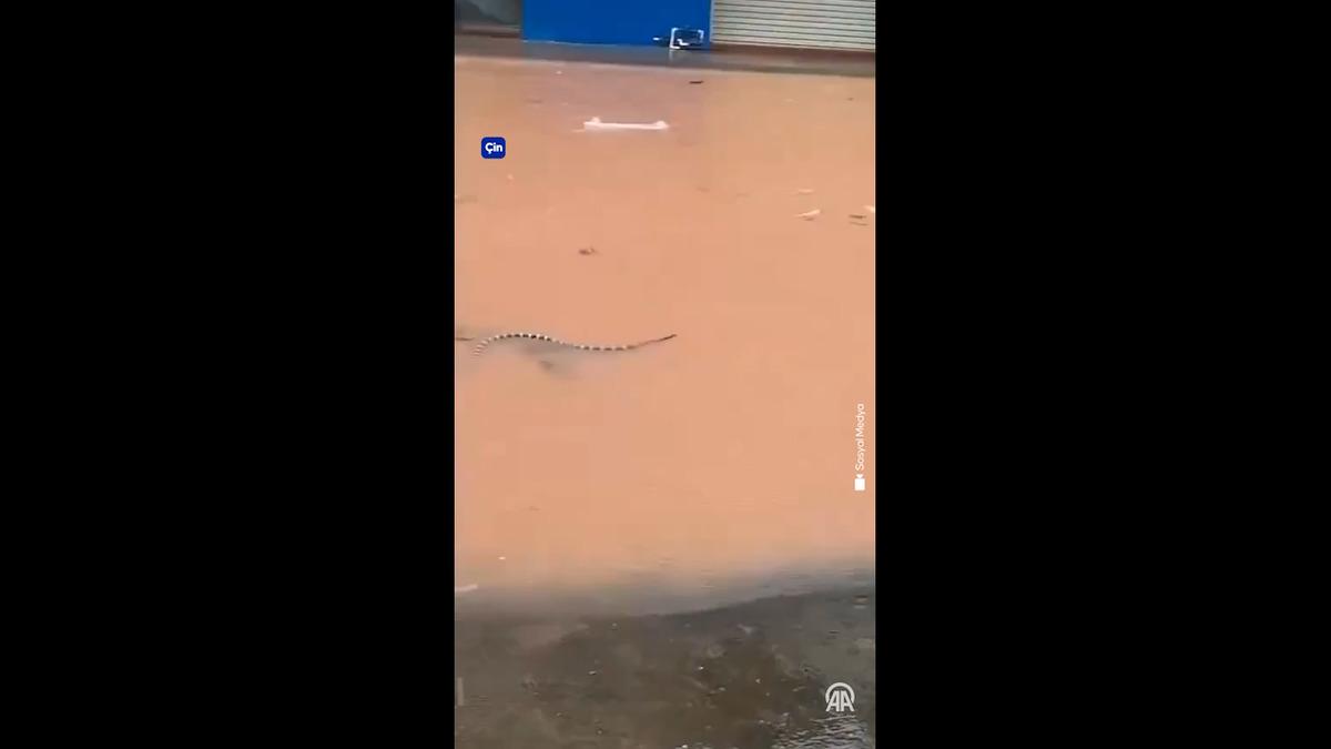 Sel felaketi sonrası korkutan gelişme! Baraj çöktü köyü yılanlar sardı 1