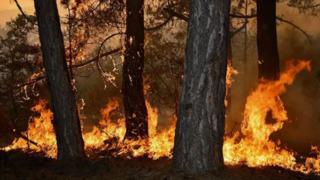 Balıkesir'de orman yangınına havadan ve karadan müdahale yapılıyor