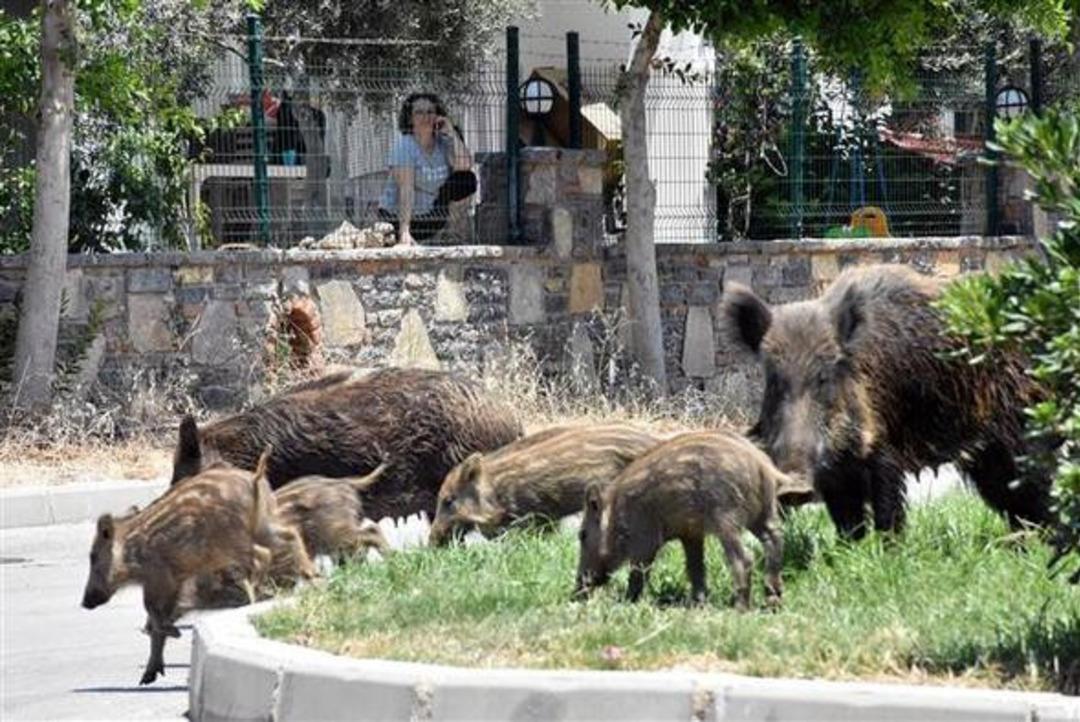 Bodrum'da domuzlar şehre indi