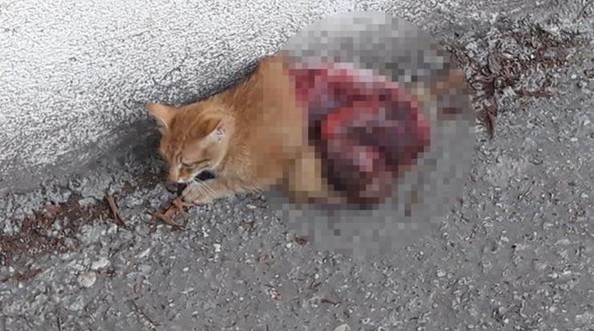 Yazıklar olsun! Antalya'da canlı canlı kedinin derisini yüzdüler