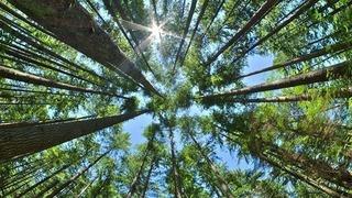 Erzincan’da ormanlara girişlere yangın tedbiri