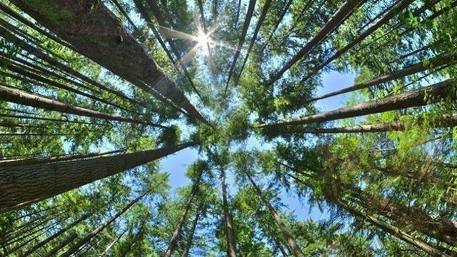 Erzincan’da ormanlara girişlere yangın tedbiri