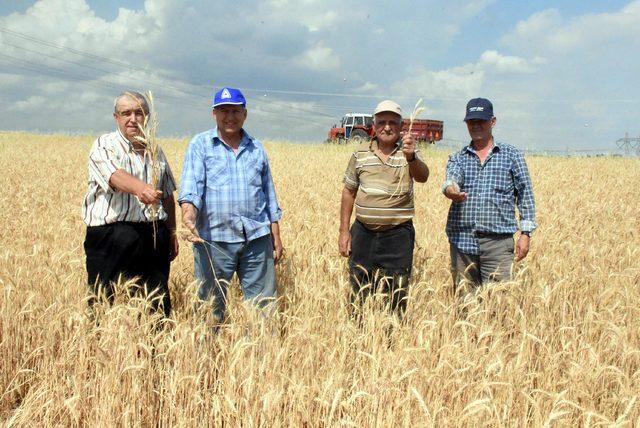 Buğdayı 'kök hastalığı' vurdu; yüzde 50 kayıp bekleniyor