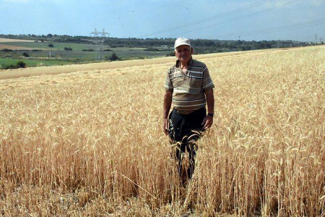 Buğdayı 'kök hastalığı' vurdu; yüzde 50 kayıp bekleniyor