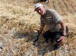 Buğdayı 'kök hastalığı' vurdu; yüzde 50 kayıp bekleniyor