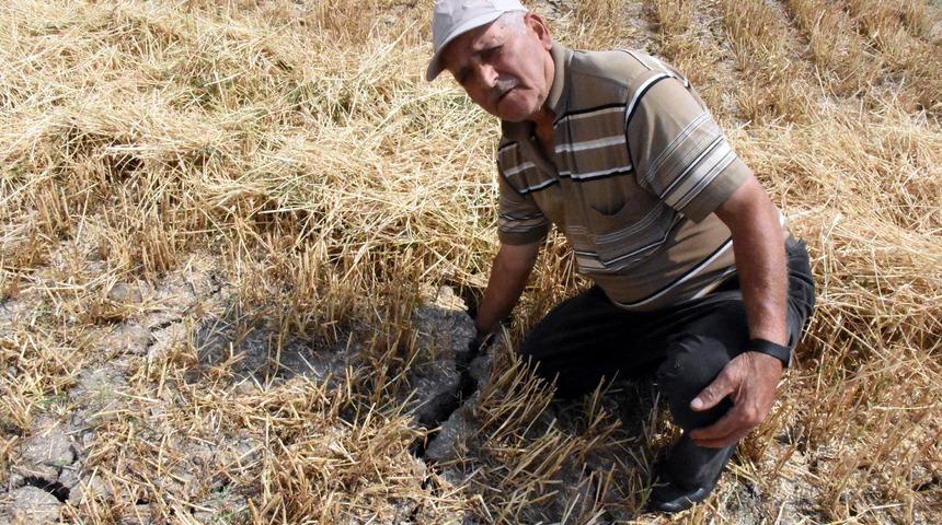 Buğdayı 'kök hastalığı' vurdu; yüzde 50 kayıp bekleniyor