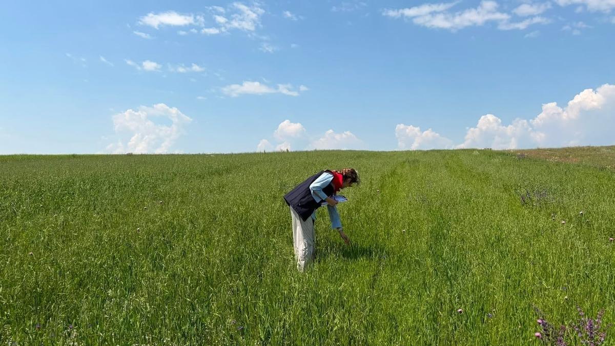 Kars’ta yem bitkileri tespit çalışmaları aralıksız sürüyor