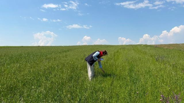 Kars’ta yem bitkileri tespit çalışmaları aralıksız sürüyor