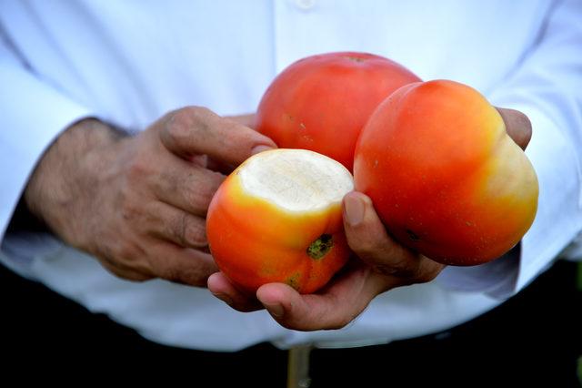Domatesi hastalık vurdu