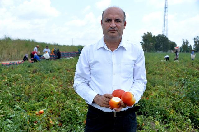 Domatesi hastalık vurdu