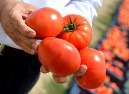 Domatesi hastalık vurdu