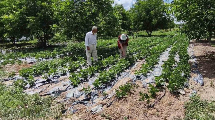 K&uuml;tahya&rsquo;da nohut ve barbunya demonstrasyon alanlarında inceleme