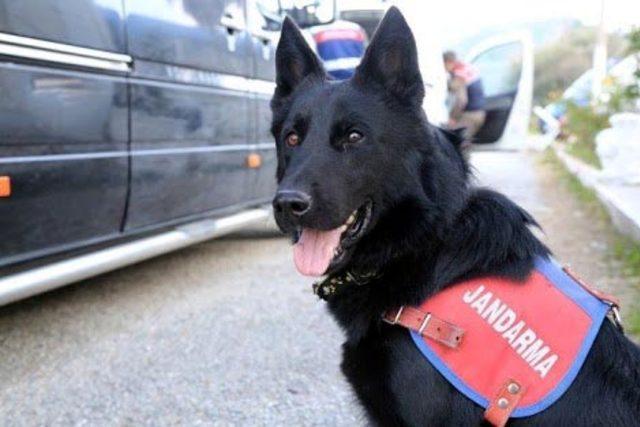 Otobüsteki uyuşturucuyu narkotik köpeği 'Engel' buldu