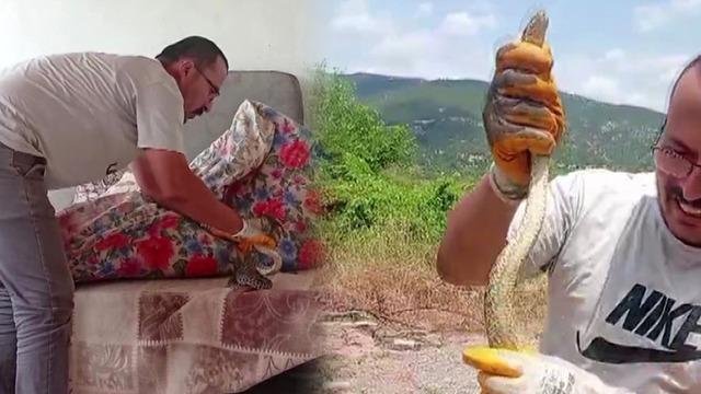 Eve giren 1 metreden uzun yılanı boynuna doladı!