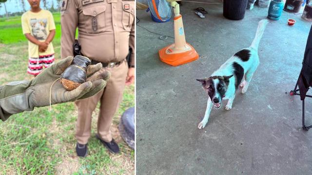 Tayland'da evcil köpek, eve el bombası getirdi