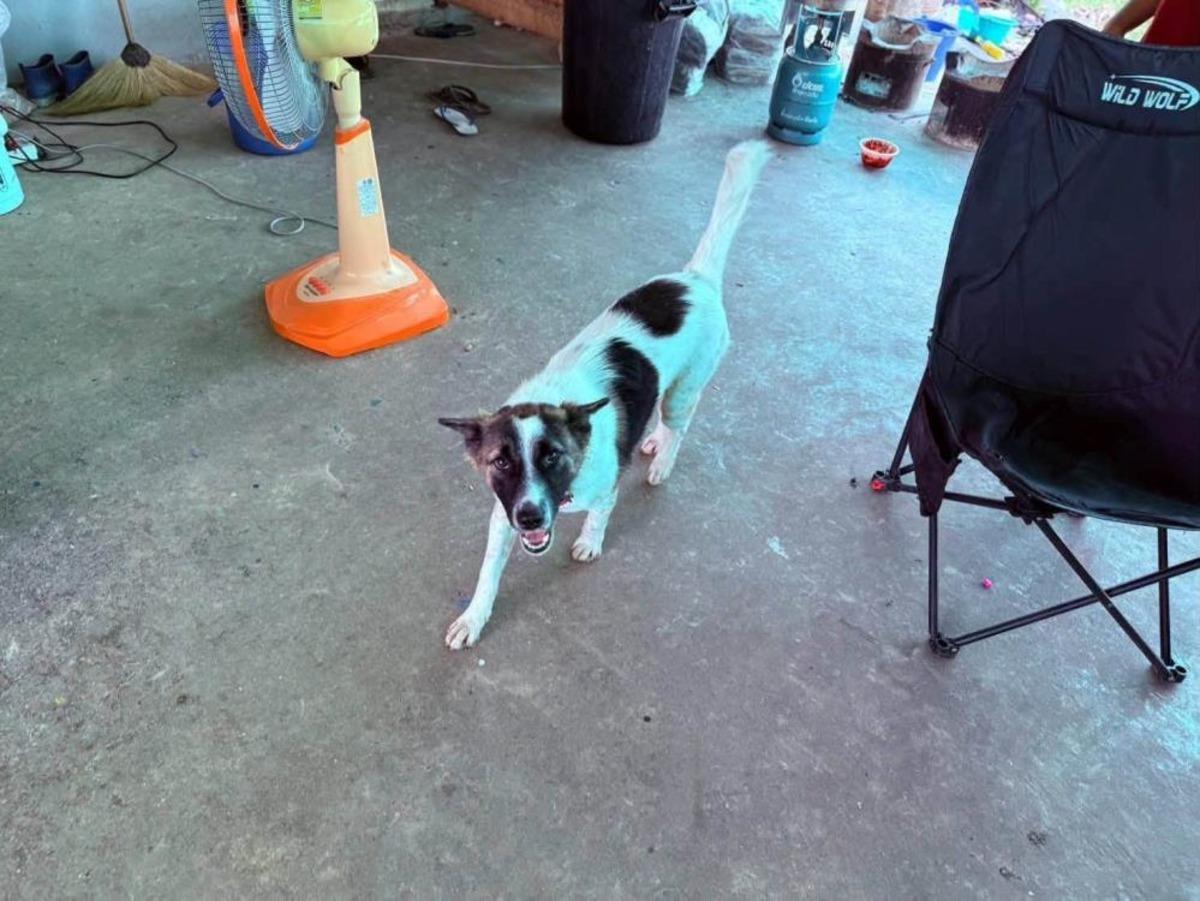 Tayland da evcil k&ouml;pek, eve el bombası getirdi 1
