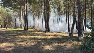Tavşanlı'da erken müdahale ormanı kurtardı