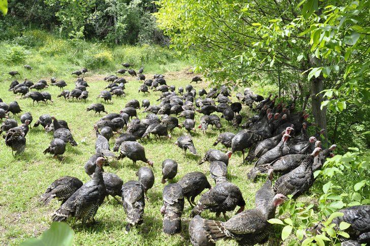 Hobi olarak başladı, çiftlik kurmak istiyor G2
