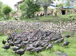 Hobi olarak başladı, çiftlik kurmak istiyor