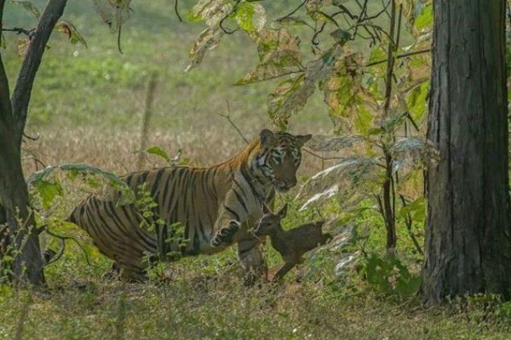 Dişi kaplan, yavru geyiği yakaladı ve... G3