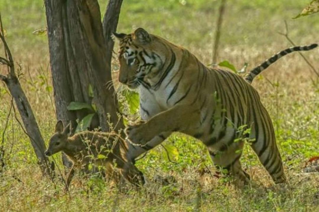Dişi kaplan, yavru geyiği yakaladı ve...