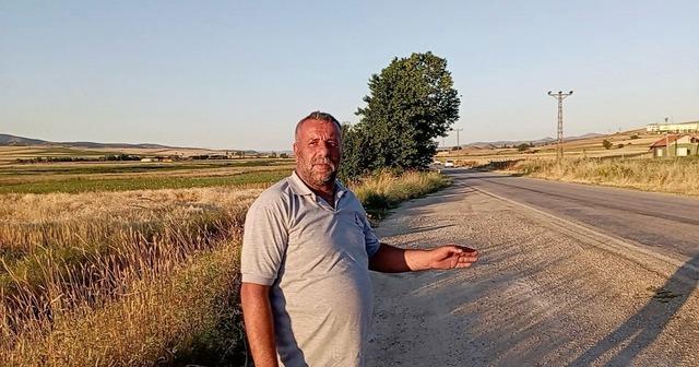Binlerce kurbağa kara yolunu istila etti 3
