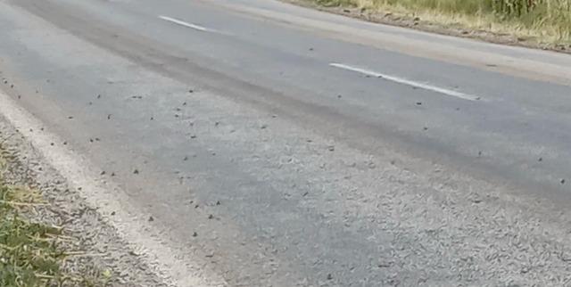 Binlerce kurbağa kara yolunu istila etti 1