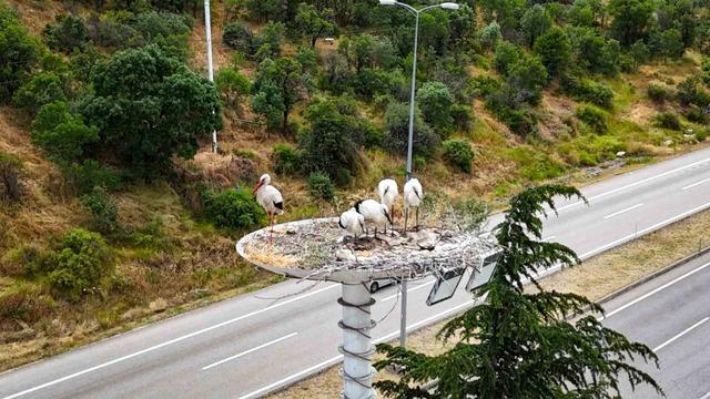 Baharın habercisi leylekler, yeni yavrularıyla göç yolculuğuna hazırlanıyor 3