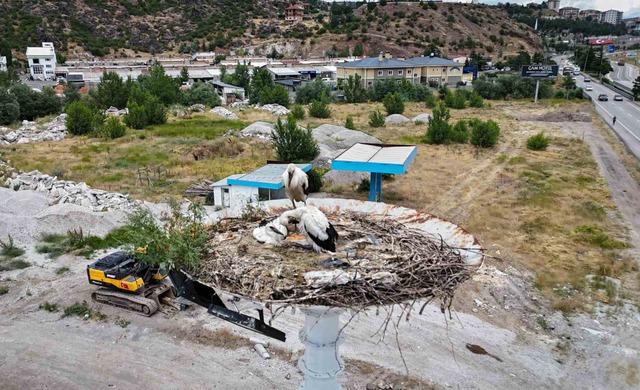 Baharın habercisi leylekler, yeni yavrularıyla göç yolculuğuna hazırlanıyor 2