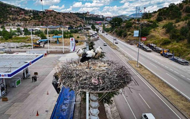 Baharın habercisi leylekler, yeni yavrularıyla göç yolculuğuna hazırlanıyor 1
