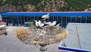 Baharın habercisi leylekler, yeni yavrularıyla g&ouml;&ccedil; yolculuğuna hazırlanıyor