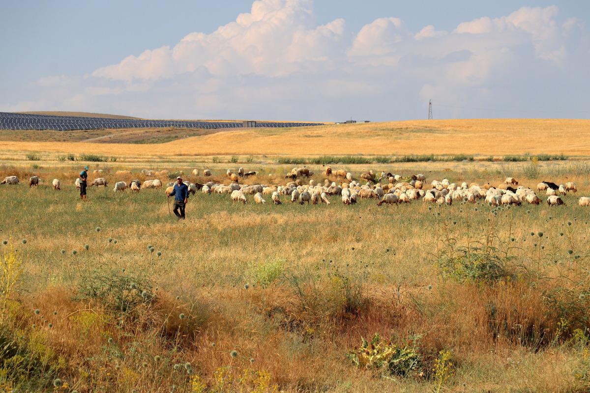 Başta 40 tı, 400 e çıkardı: Batı illerine gitmek zorunda kalmadı 2