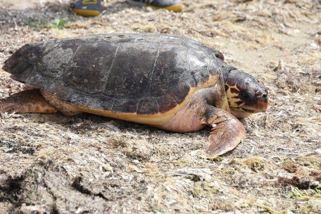 Tedavisi tamamlanan 'Caretta Özgür', denizle buluştu