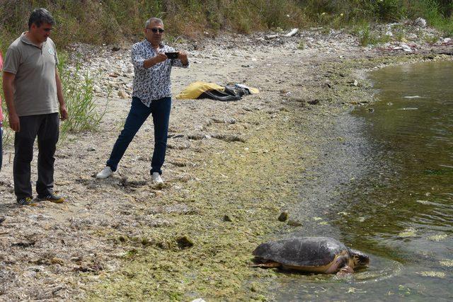 Tedavisi tamamlanan 'Caretta Özgür', denizle buluştu