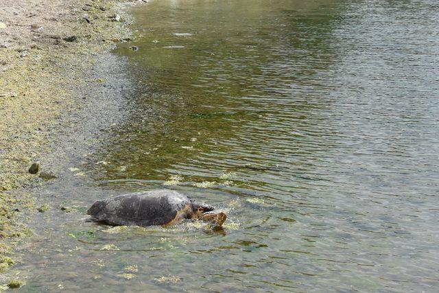 Tedavisi tamamlanan 'Caretta Özgür', denizle buluştu