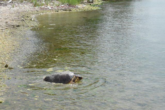 Tedavisi tamamlanan 'Caretta Özgür', denizle buluştu