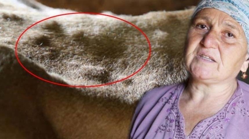 Tüm şehri korku sarmıştı! Gizem çözüldü