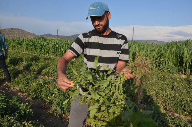 'Solgunluk', Akhisar'daki domatesi vurdu