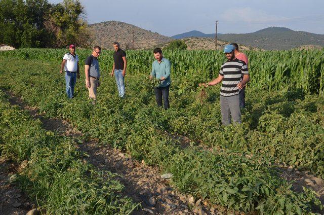 'Solgunluk', Akhisar'daki domatesi vurdu