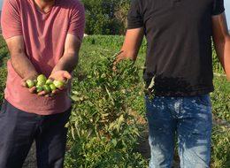 'Solgunluk', Akhisar'daki domatesi vurdu