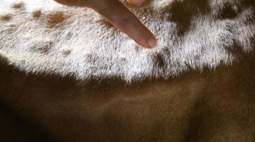 Artvin'de 10 kilometre yarıçaplı alanda "LSD" karantinası! Hayvanlar itlaf ediliyor