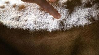 Artvin'de 10 kilometre yarıçaplı alanda LSD karantinası! Hayvanlar itlaf ediliyor