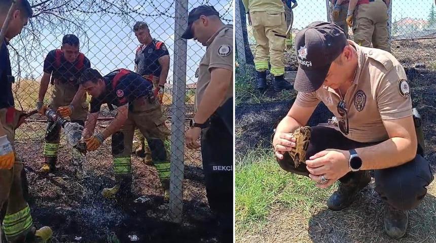 Edirne&rsquo;de alevlerin arasında kalan kaplumbağa kurtarıldı