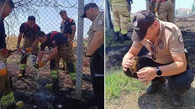 Edirne’de alevlerin arasında kalan kaplumbağa kurtarıldı