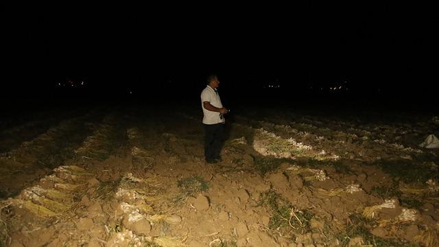 'Beyaz altın' için sabaha kadar nöbet: Gelip satın alacaklar
